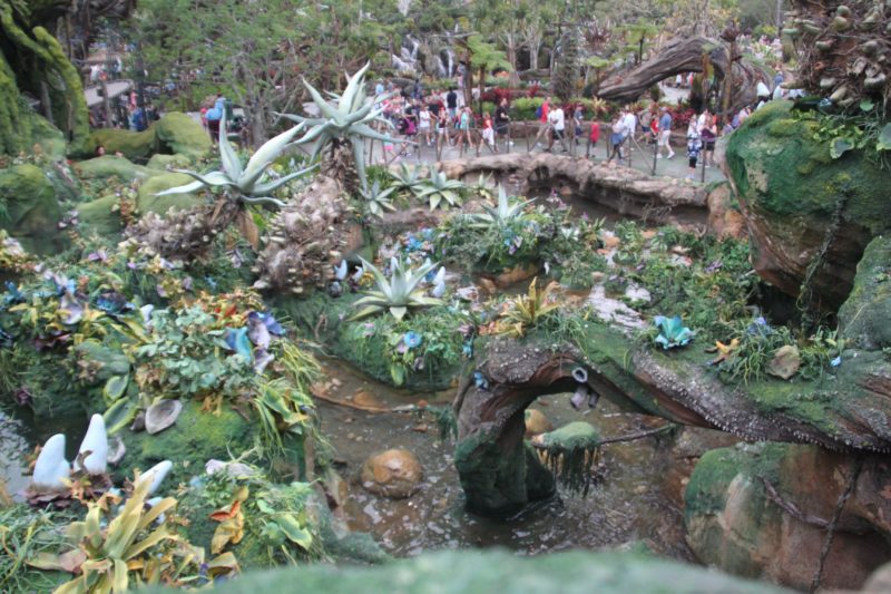 Pandora @Animal Kingdom