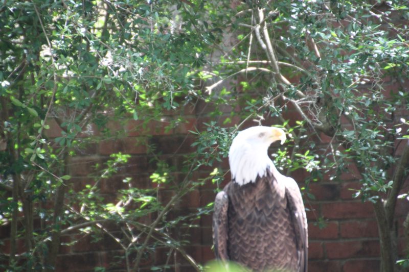 Audubon Center for Birds of Prey