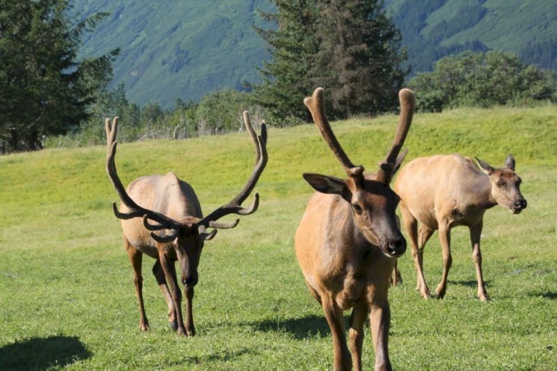 Alaska Wildlife Conservation Center