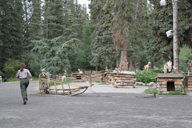 Sled Dog Demonstration 