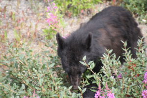 Bear roaming along the road