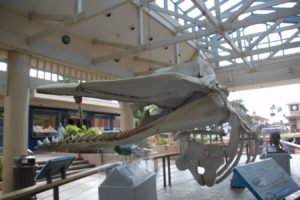 Whale Skeleton