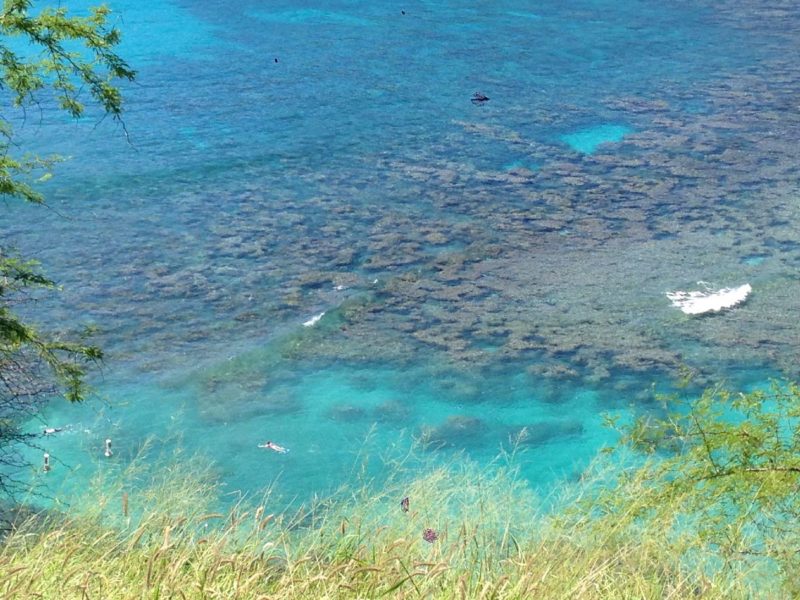 Vast Coral Reef