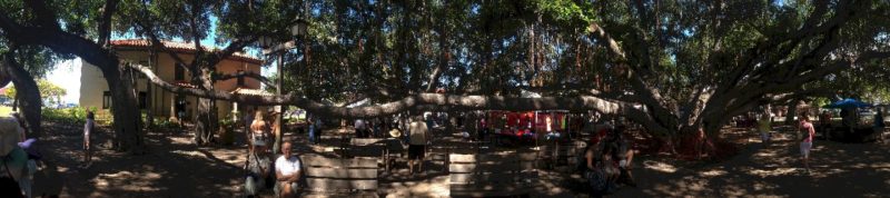 Lahaina banyan tree