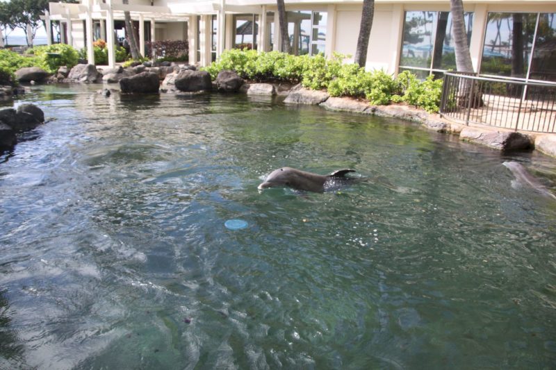 Kahala Mandarin dolphin pool