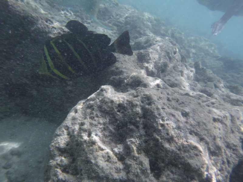 What happens to coral reef?