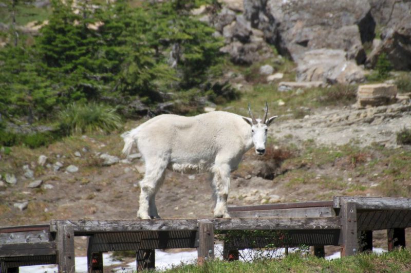 Mountain goat roaming at trails