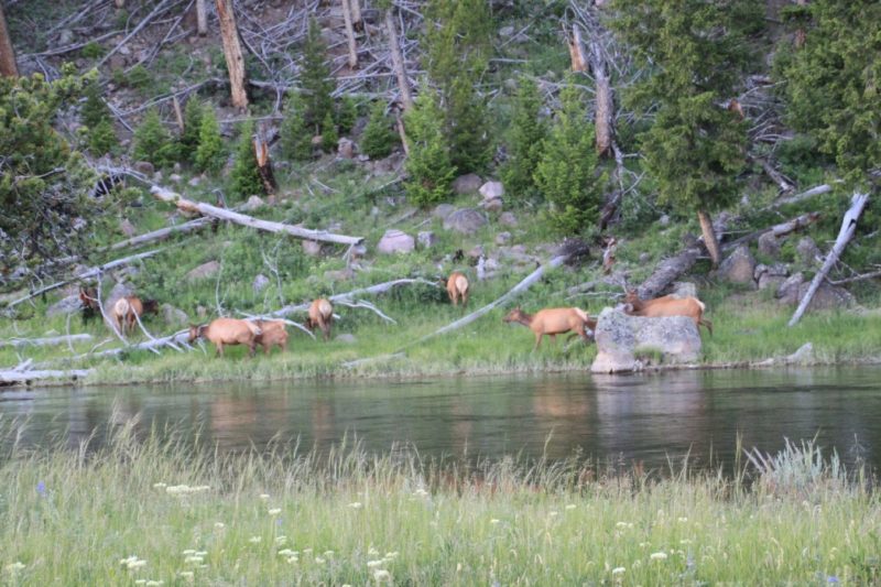 Elk herd @the road between West Entrance and Madison