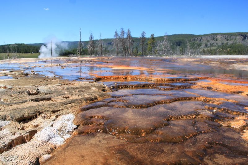 microscopic creatures in hot spring water