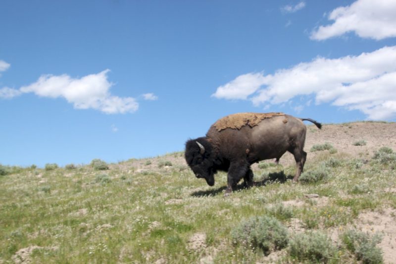 Wild Bison @Hayden Valley