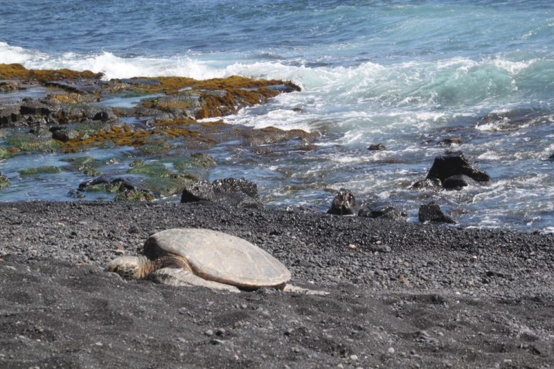 Punalu’u Black Sand Beach