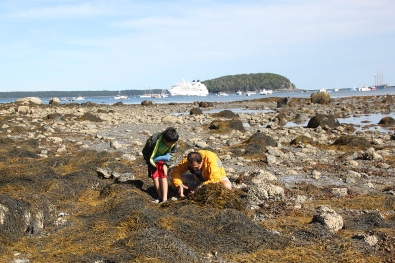 Tide pool along Bar Island Path