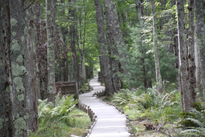 Josup Path near Wild Gardens of Acadia