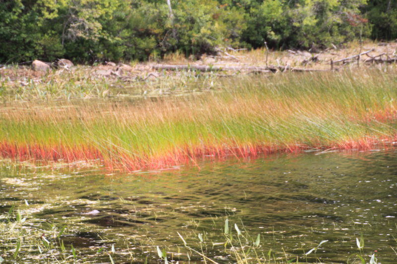 Grass at the lake.