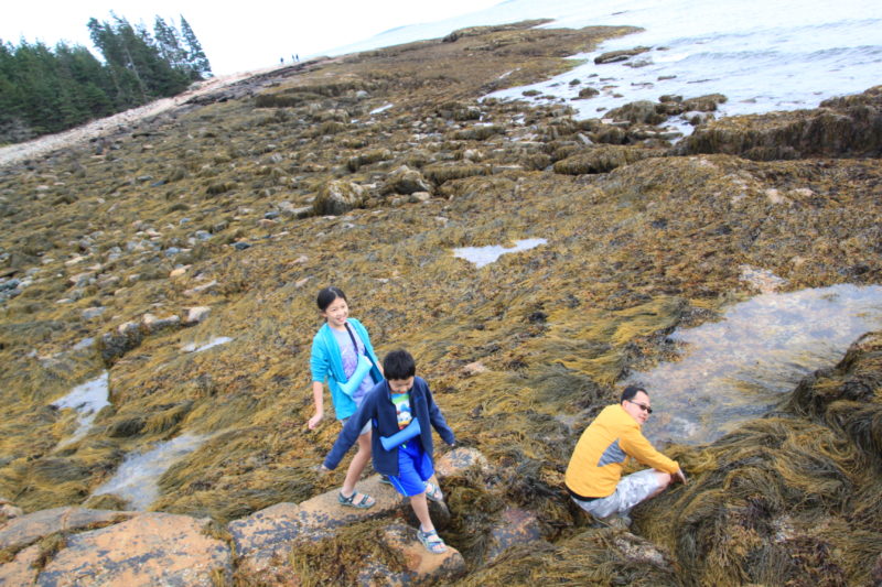 Rich tide pool ecosystem here. 