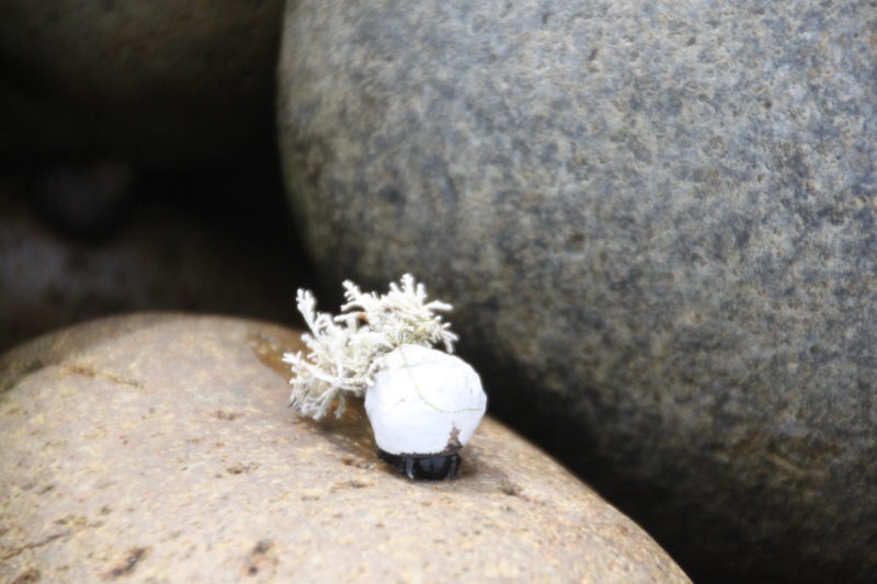 Hermit crab with coral on the top of shell. 