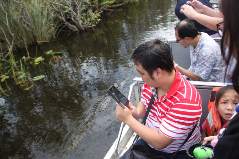 Alligator swims aside the airboat.