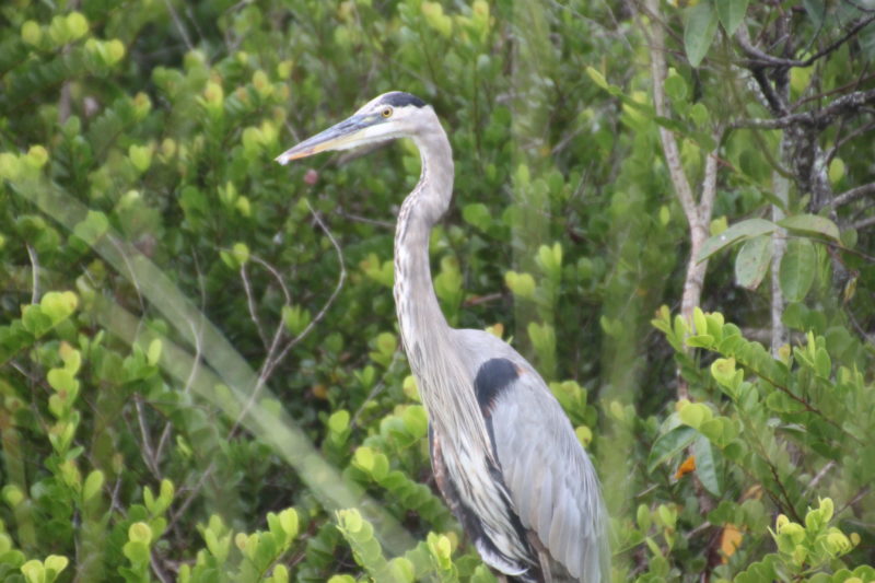 Anhinga at Shark Valley is more than what at Anhinga Trail. You can find male and female all the way.