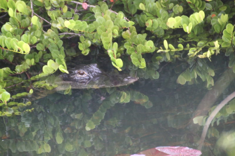 Alligators at Shark Valley