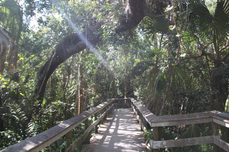 short Mahogany Hammock board walk