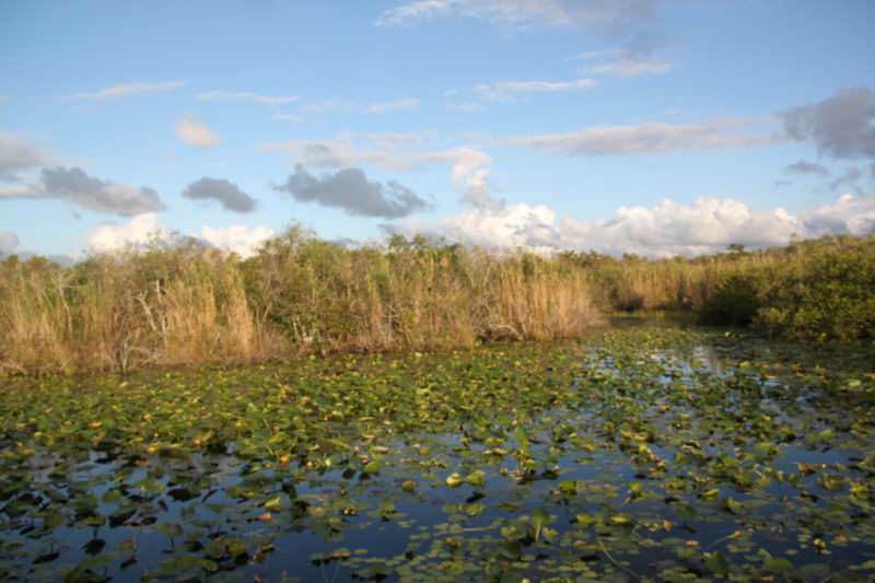 Looking for Florida gar