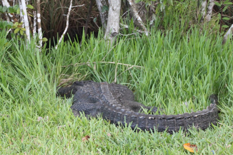 You will spot alligator along the way